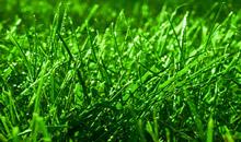 The root to an environmentally friendly lawn